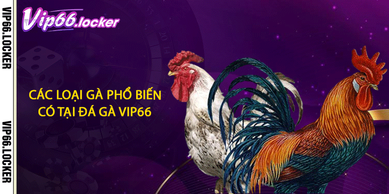 Các loại gà phổ biến có tại đá gà VIP66
